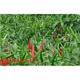 Hạt giống ớt hiểm lai F1 Win 197 Vạn Phát gói 5g