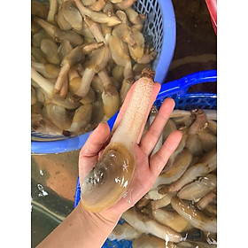 Tu hài - 1kg