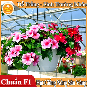 Mua Hạt giống Hoa Dừa Cạn Đứng Nhiều Màu ( Gói 50 Hạt ) - Nông Sản Vàng