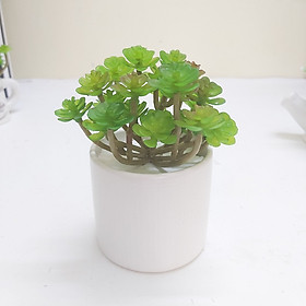 Mua Cây giả  chậu cây sen đá nở hoa mini trang trí bàn làm học  bàn làm việc  kệ tủ độc đáo SD-01