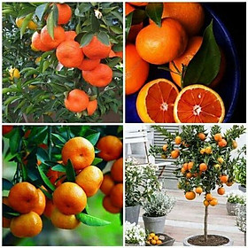 Cây Giống Quýt thái không hạt