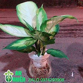 Mua Chậu Vạn Niên Thanh Thuỷ Sinh