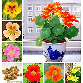 Hạt giống hoa Sen Cạn lùn mix màu dể trồng f1- 1 gói 15 hạt-tặng kèm gói kích mầm
