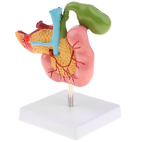 1:1 Human Pancreas Duodenum Gallbladder Pathological Anatomical Model