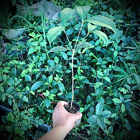 Cây mộc hương giống Đài Loan cao 30cm
