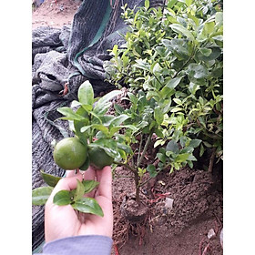 Mua Cây Giống Chanh Tứ Quý Chiết Đang Có Quả cam kết chất lượng