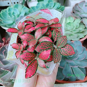 Mua Cây Cẩm Nhung (lá may mắn)