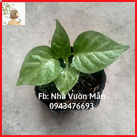 Mua Cây (2 tháng) Ớt Bonda Ma Jacques Siêu Cay