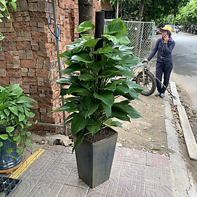 Cây Trầu Bà leo