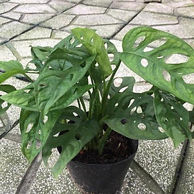 CHẬU CÂY TRẦU BÀ LÁ MƯA