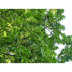 CÂY GIỐNG SẤU CHÙM, SẤU ĂN QỦA SIÊU NGON SIÊU QUẢ DÒNG QUẢ SỚM- CAM KÊT GIỐNG CHUẨN F1