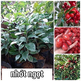 Cây giống nhót ngọt, giống khỏe mạnh, ít sâu bệnh