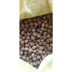Mua 200 gram hạt giống cây tếch  giá tỵ