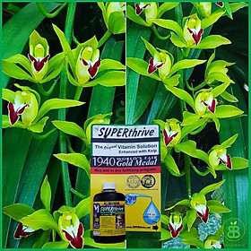Siêu phẩm Superthrive 60ml