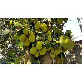 Mua CÂY GIỐNG MÍT TỐ NỮ SIÊU SỚM (2 NĂM)