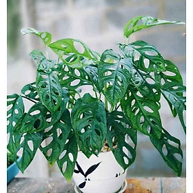 Cây trầu bà lá xẻ mẫu mới