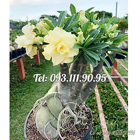 Cây hoa sứ kép Thái Lan Bonsai màu vàng - Cây chưa có hoa – Mã số 1796