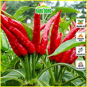 Hạt giống Ớt Chỉ Thiên Lai F1 Dễ Trồng, Kháng Sâu Bệnh Tốt - Hạt Giống Rạng Đông