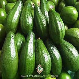 COMBO 2 CÂY GIỐNG BƠ SÁP XANH SIÊU NGON SIÊU QUẢ