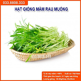 Hạt Giống Rau Mầm Rau Muống 1Kg (rau muống mầm)  - Rau Nhanh Thu Hoạch Có Thể Trồng Trong Nhà