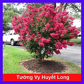 Mua Cây tường vi huyết long - cây cảnh vườn + tặng phân bón cho cây