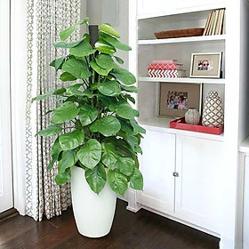 Mua cây trầu bà leo cột trang trí nhà cửa ảnh thật