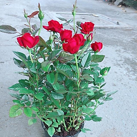 Mua Hoa Hồng Đỏ