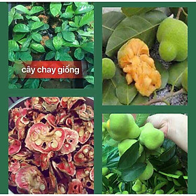 Mua (XẢKHO) Cây chay giống lấy quả ( com bo 2 Cây) CÂY ĐẸP CHUẨN HÌNH  CAM KẾT CHẤT LƯỢNG