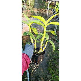 Chậu cây lan Dendro màu hồng pha trắng