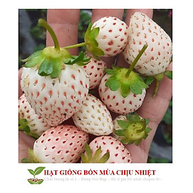 Gói 50 Hạt giống dâu Tây trắng ĐẾN MÙA TRỒNG TẾT