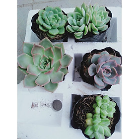 Sen đá combo 5 cây siêu đẹp (lựa chon ngẫu nhiên)