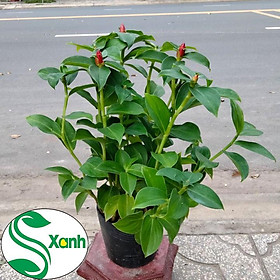 Cây Hoa Phúc Lộc Thọ