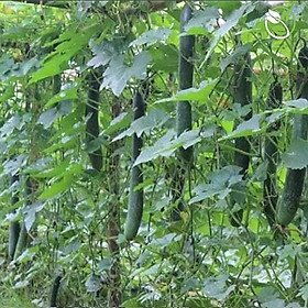 Mua Hạt giống bí sặt PN 679 (hạt bí cao sản  quả thon dài trung bình 60-80cm  vỏ màu xanh  thịt quả dày  đặc ruột ăn không chua)