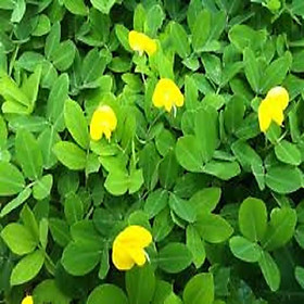 Mua Hạt Cỏ Lạc Dại 100 Hạt - cỏ chăn nuôi & trang trí sân vườn  công viên