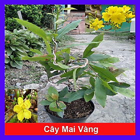 Mua Cây Mai Vàng - cây cảnh để trong nhà + tặng phân bón cho cây