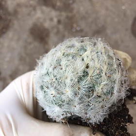 Mua Cây xương rồng bông tuyết nhỏ 5-6cm