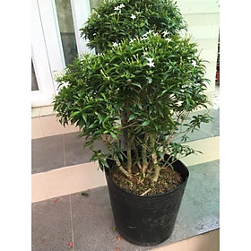 Mua Cây mai vạn phúc