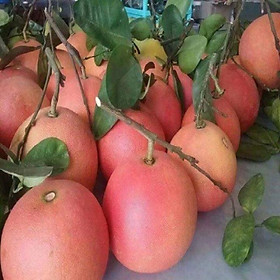 Mua CÂY GIỐNG BƯỞI ĐỎ LUẬN VĂN TIẾN VUA SIÊU NGON SIÊU QUẢ