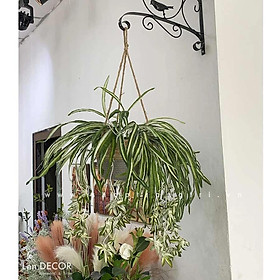 GIỎ CÂY TÓC TIÊN RỦ TRANG TRÍ LANDECOR - CC434
