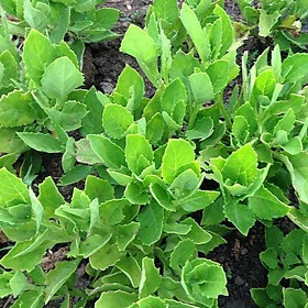 Mua Rau Bớp (Bầu Đất) Giống 05Cây sp0