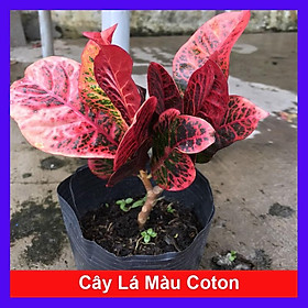 Cây Lá Màu Coton - cây cảnh để bàn + Tặng phân bón cho cây