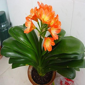 Mua CÂY GIỐNG LAN QUÂN TỬ SIZE NHỎ  HÀNG RỄ TRẦN GIÁ RẺ