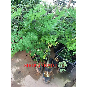 Cây chùm ngây, cây to khỏe nguyên bầu cao từ 0,8m gốc như hình
