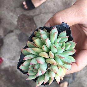 Cây sen đá viền hồng lá nhỏ