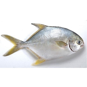 [Chỉ Giao HN] - HSCB - Cá chim vàng (800gram)