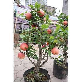 Mua Cây táo đỏ lùn đang ra quả