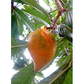 Mua Cây Giống Lêkima (Trứng Gà)