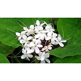 Mua cây giống hoa bạch đồng nữ( hoa mò trắng )