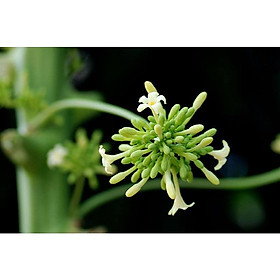 Mua Cây Giống Đu Đủ Đực cấy mô (siêu sớm)