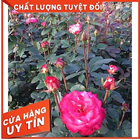 Mua Cây Hoa hồng Nội Sếu - VẺ ĐẸP ẢO DIỆU ẨN MÌNH DƯỚI CÁI TÊN BÌNH DỊ️️ ️️